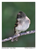 Moucherolle phbi <br> Eastern Phoebe