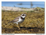 Pluvier semipalm <br> Semipalmated Plover