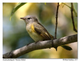 Paruline flamboyante <br> American redstart