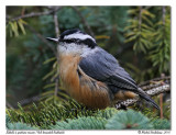 Sitelle  poitrine rousse <br> Red-breasted Nuthatch
