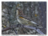 Paruline  croupion jaune <br> Yellow-rumped Warbler