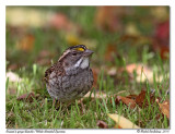 Bruant à gorge blanche White-throated Sparrow