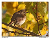 Grive fauve <br/> Veery