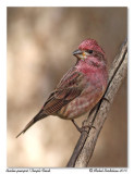 Roselin pourpr <br> Purple Finch