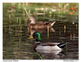 Canards colverts Mallards