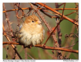 Moineau domestique leucique / Leucistic House Sparrow