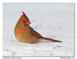 Cardinal rouge Northern Cardinal