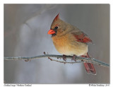 Cardinal rouge <br> Northern Cardinal