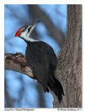 Grand Pic <br/> Pileated Woodpecker