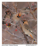 Jaseur boral <br> Bohemian Waxwing