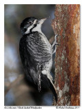 Pic  dos noir <br> Black-backed Woodpecker