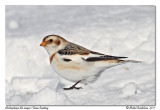 Plectrophane des neiges <br> Snow Bunting