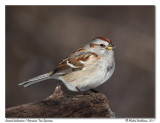 Bruant hudsonien <br> American Tree Sparrow