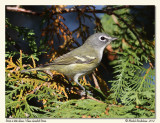 Viro  tte bleue<br>Blue-headed Vireo