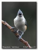 Msange bicolore - tufted titmouse