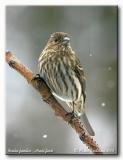 Roselin familier - House finch