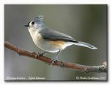 Msange bicolore - Tufted titmouse