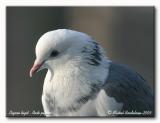 Pigeon biset <br> Rock dove