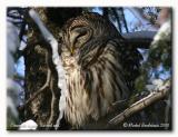 Chouette raye - Barred owl