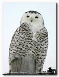 Harfang des neiges - Snowy owl