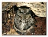 Petit duc macul - Eastern screetch owl