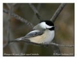 Msange  tte noire - Black capped chickadee