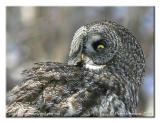 Chouette lapone - Great grey owl