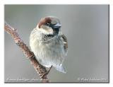 Moineau domestique - House sparrow