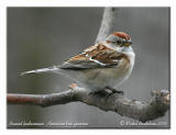 Bruant hudsonien - American tree sparrow