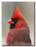 Cardinal rouge - Northern cardinal