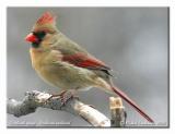 Cardinal rouge - Northern cardinal