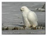 Harfang des neiges - Snowy owl