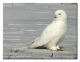 Harfang des neiges - Snowy owl