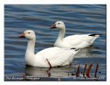 Oies des neiges - Snow geese