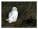 Harfang des neiges - Snowy owl