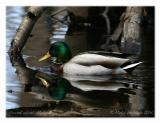 Canard colvert - Mallard