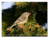 Roitelet  couronne rubis - Ruby crowned kinglet