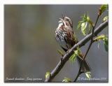 Bruant chanteur - Song sparrow<br>