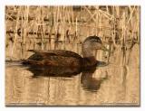 Canard noir - Black duck