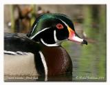 Canard branchu - Wood duck<br>