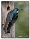 Hirondelle bicolore - Tree swallow