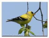 Chardonneret jaune - American goldfinch