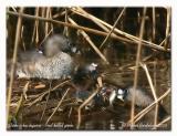 Grbe  bec bigarr - Pied billed grebe