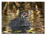 Grbe  bec bigarr - Pied billed grebe