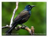 Quiscale bronz - Common grackle