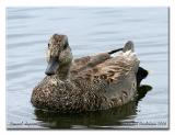 Canard chipeau - Gadwall