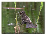 Carouge  paulettes - Red winged blackbird