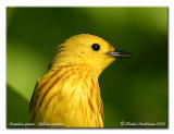 Paruline jaune - Yellow warbler