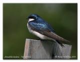 Hirondelle bicolore - Tree swallow