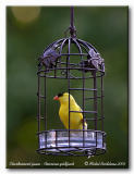 Chardonneret jaune American goldfinch
